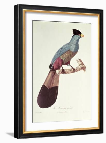 Great Touraco-Jacques Barraband-Framed Giclee Print