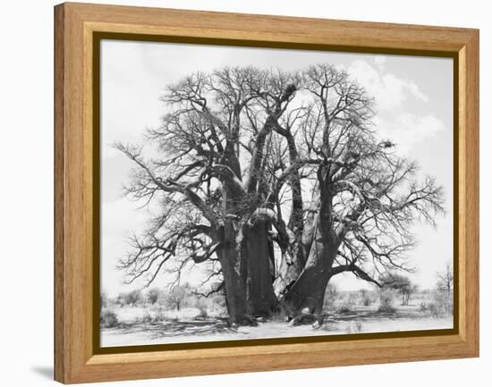 Great Tree-Howard Ruby-Framed Premier Image Canvas