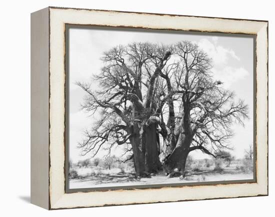 Great Tree-Howard Ruby-Framed Premier Image Canvas