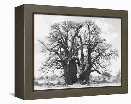 Great Tree-Howard Ruby-Framed Premier Image Canvas