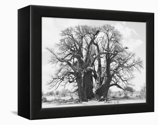 Great Tree-Howard Ruby-Framed Premier Image Canvas