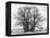 Great Tree-Howard Ruby-Framed Premier Image Canvas