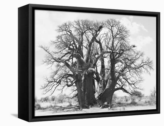 Great Tree-Howard Ruby-Framed Premier Image Canvas