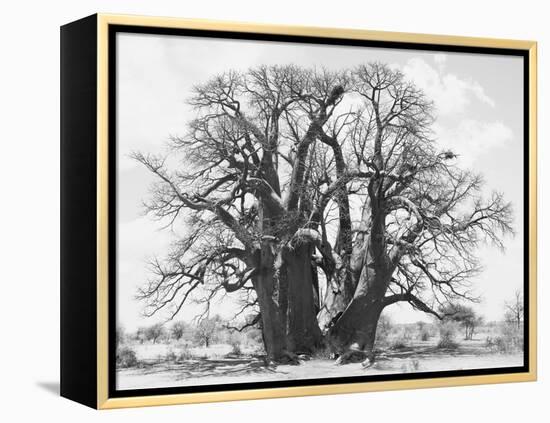 Great Tree-Howard Ruby-Framed Premier Image Canvas