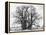 Great Tree-Howard Ruby-Framed Premier Image Canvas