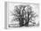 Great Tree-Howard Ruby-Framed Premier Image Canvas