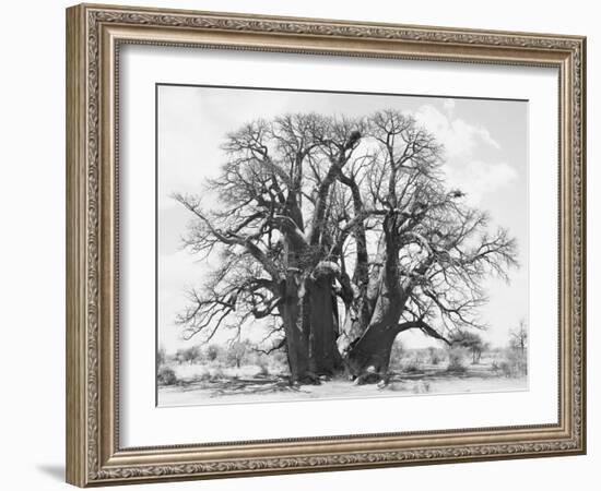 Great Tree-Howard Ruby-Framed Photographic Print