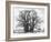 Great Tree-Howard Ruby-Framed Photographic Print