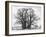 Great Tree-Howard Ruby-Framed Photographic Print