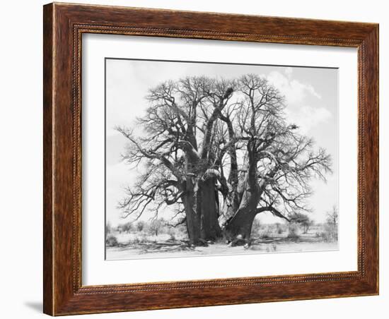 Great Tree-Howard Ruby-Framed Photographic Print