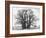 Great Tree-Howard Ruby-Framed Photographic Print