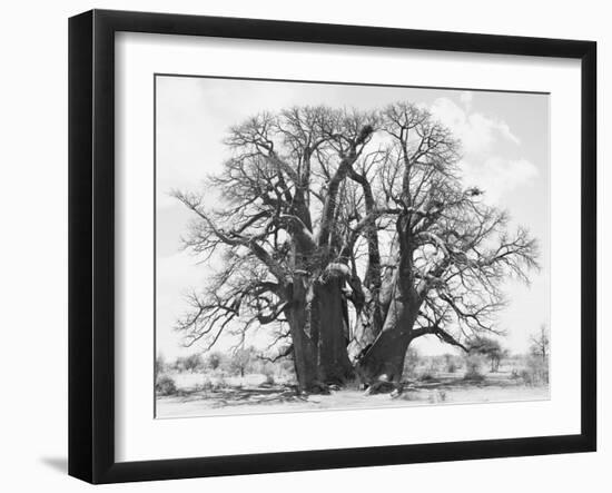 Great Tree-Howard Ruby-Framed Photographic Print