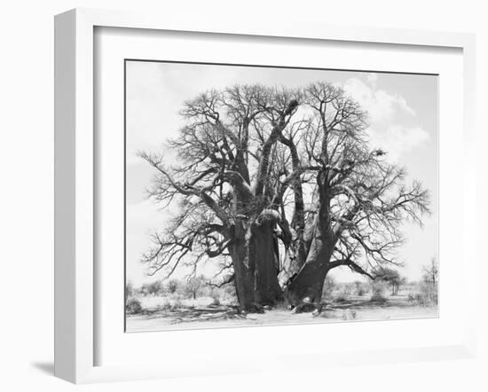 Great Tree-Howard Ruby-Framed Photographic Print