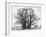 Great Tree-Howard Ruby-Framed Photographic Print