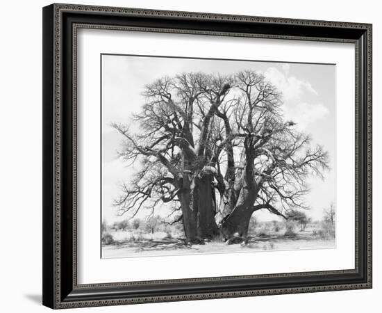 Great Tree-Howard Ruby-Framed Photographic Print