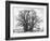 Great Tree-Howard Ruby-Framed Photographic Print