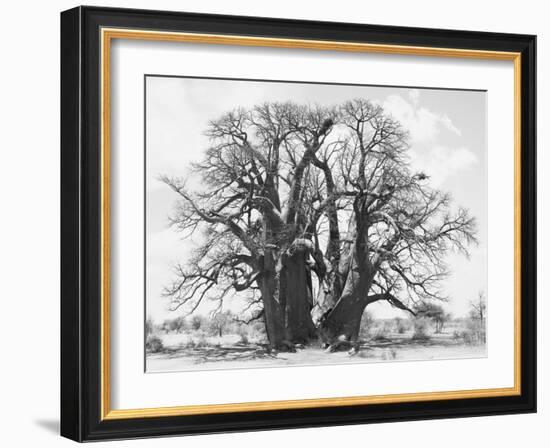 Great Tree-Howard Ruby-Framed Photographic Print