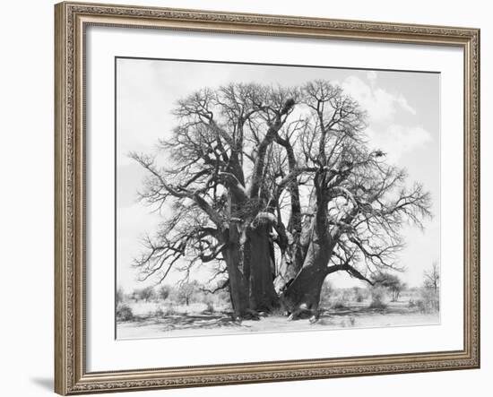 Great Tree-Howard Ruby-Framed Photographic Print