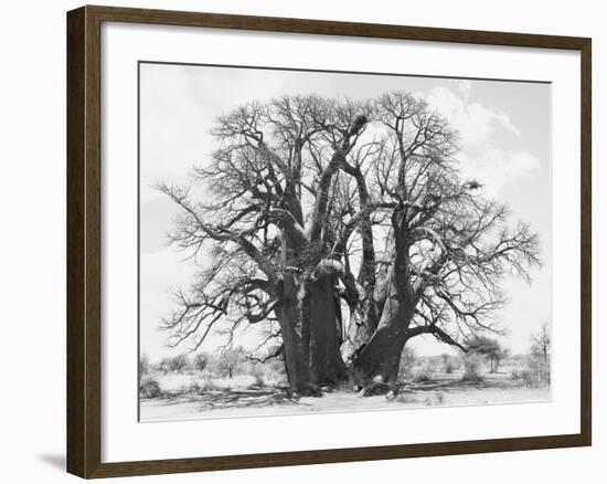 Great Tree-Howard Ruby-Framed Photographic Print