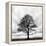 Great Tree-null-Framed Premier Image Canvas