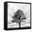 Great Tree-null-Framed Premier Image Canvas