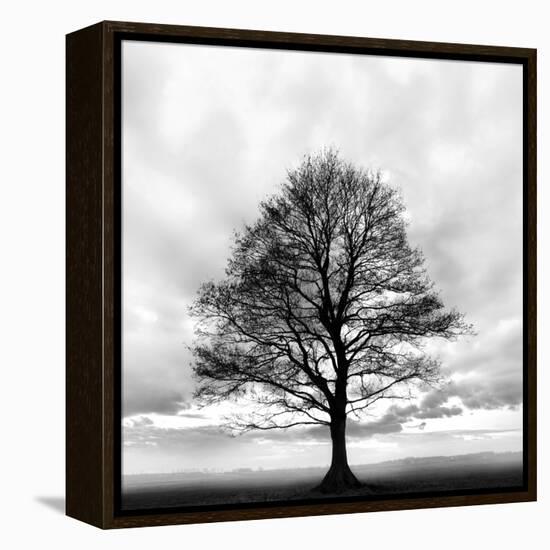 Great Tree-null-Framed Premier Image Canvas