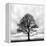 Great Tree-null-Framed Premier Image Canvas