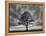 Great Tree-PhotoINC-Framed Premier Image Canvas