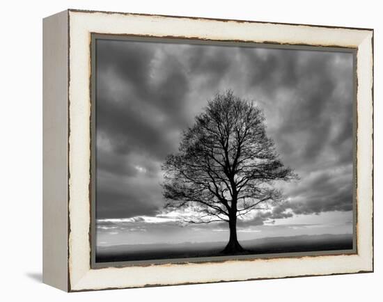 Great Tree-PhotoINC-Framed Premier Image Canvas