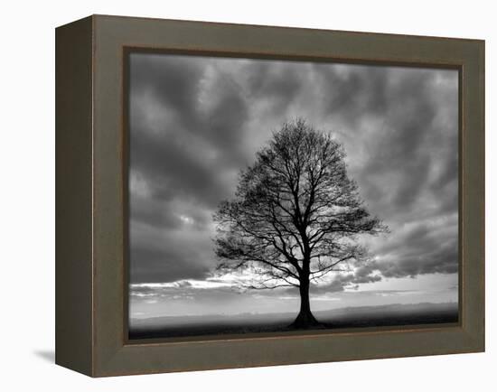 Great Tree-PhotoINC-Framed Premier Image Canvas