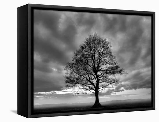 Great Tree-PhotoINC-Framed Premier Image Canvas