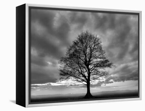 Great Tree-PhotoINC-Framed Premier Image Canvas