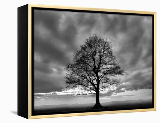 Great Tree-PhotoINC-Framed Premier Image Canvas