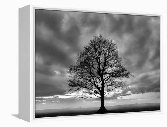 Great Tree-PhotoINC-Framed Premier Image Canvas