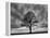 Great Tree-PhotoINC-Framed Premier Image Canvas