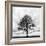 Great Tree-null-Framed Photographic Print