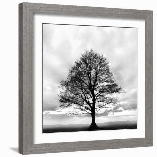 Great Tree-null-Framed Photographic Print