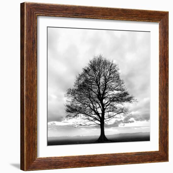 Great Tree-null-Framed Photographic Print