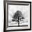 Great Tree-null-Framed Photographic Print