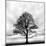 Great Tree-null-Mounted Photographic Print