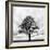 Great Tree-null-Framed Photographic Print
