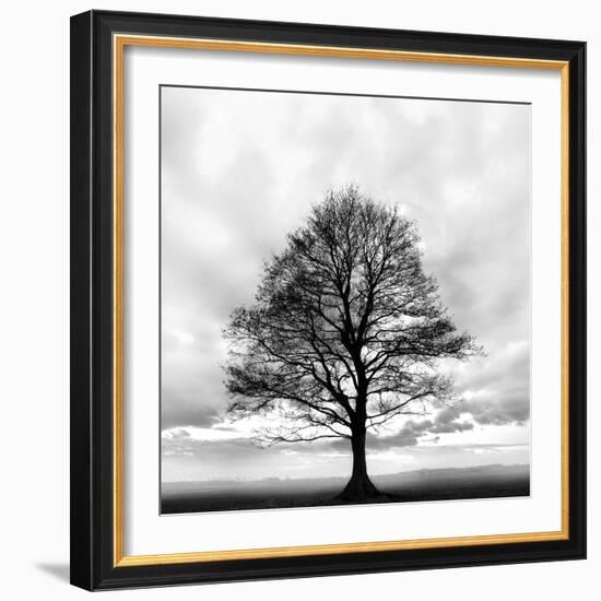 Great Tree-null-Framed Photographic Print