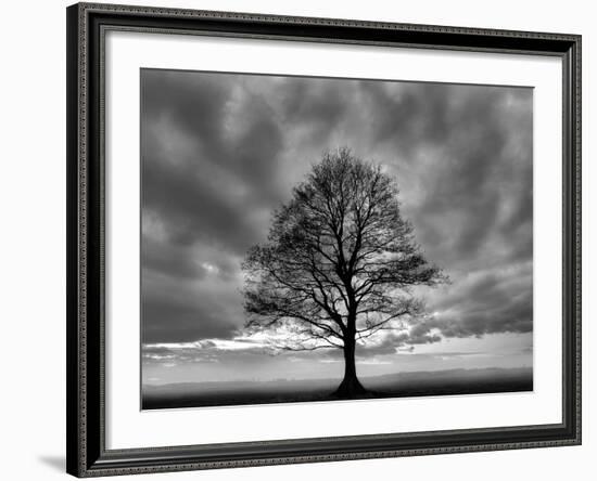 Great Tree-PhotoINC-Framed Photographic Print