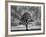 Great Tree-PhotoINC-Framed Photographic Print