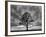 Great Tree-PhotoINC-Framed Photographic Print