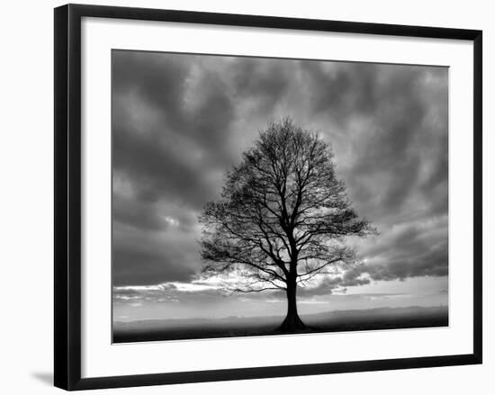 Great Tree-PhotoINC-Framed Photographic Print