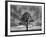 Great Tree-PhotoINC-Framed Photographic Print