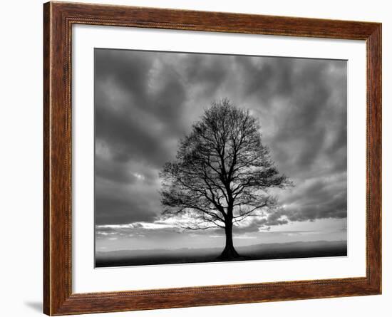 Great Tree-PhotoINC-Framed Photographic Print