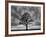 Great Tree-PhotoINC-Framed Photographic Print