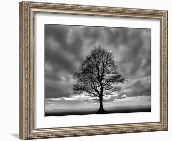 Great Tree-PhotoINC-Framed Photographic Print